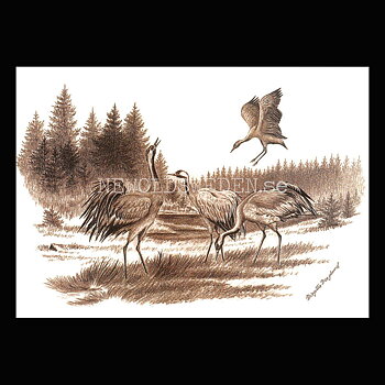 Tranor - Birgitta Berglund Nr: 5 - Vykort A5