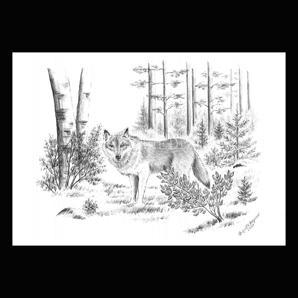 Varg Wolf - Birgitta Berglund Nr: 34 - Vykort A5