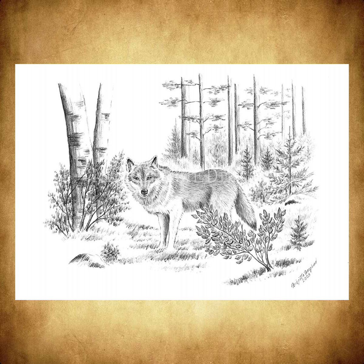 Varg Wolf - Birgitta Berglund Nr: 34 - Vykort A5 - 2