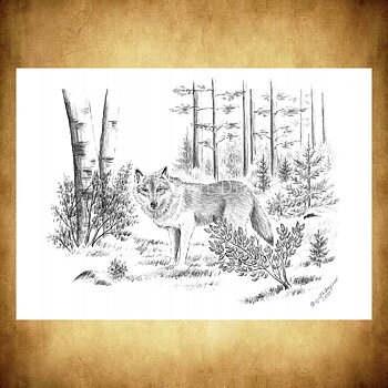 Varg Wolf - Birgitta Berglund Nr: 34 - Vykort A5