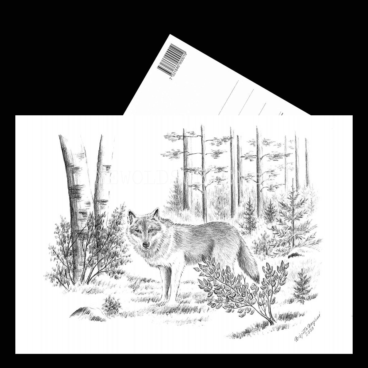 Varg Wolf - Birgitta Berglund Nr: 34 - Vykort A5 - 3