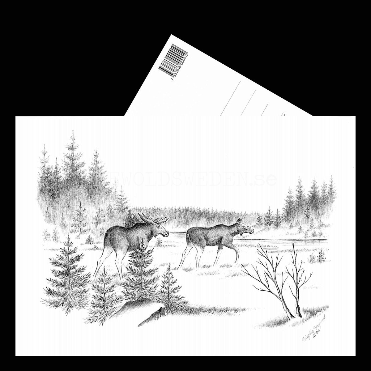 Älgtjur och Älgko Moose - Birgitta Berglund Nr: 40 - Vykort A5 - 3