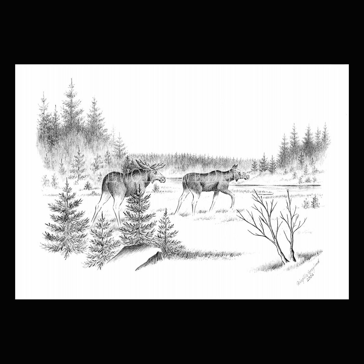 Älgtjur och Älgko Moose - Birgitta Berglund Nr: 40 - Vykort A5