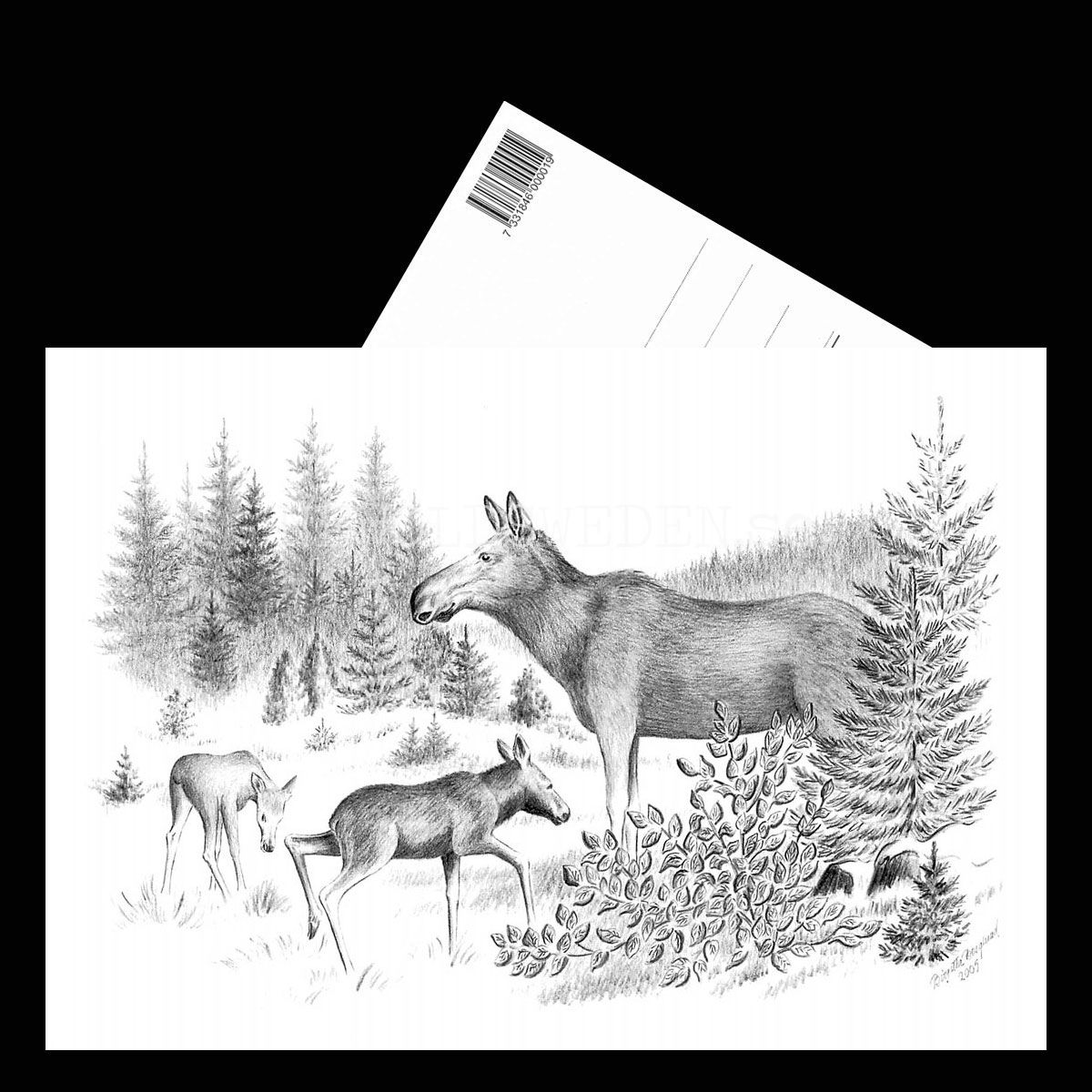 Älgko med kalvar Moose - Birgitta Berglund Nr: 39 - Vykort A5 - 3