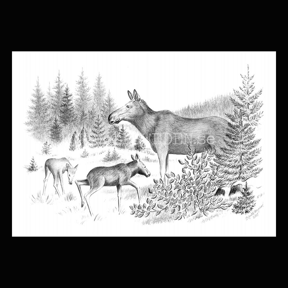 Älgko med kalvar Moose - Birgitta Berglund Nr: 39 - Vykort A5
