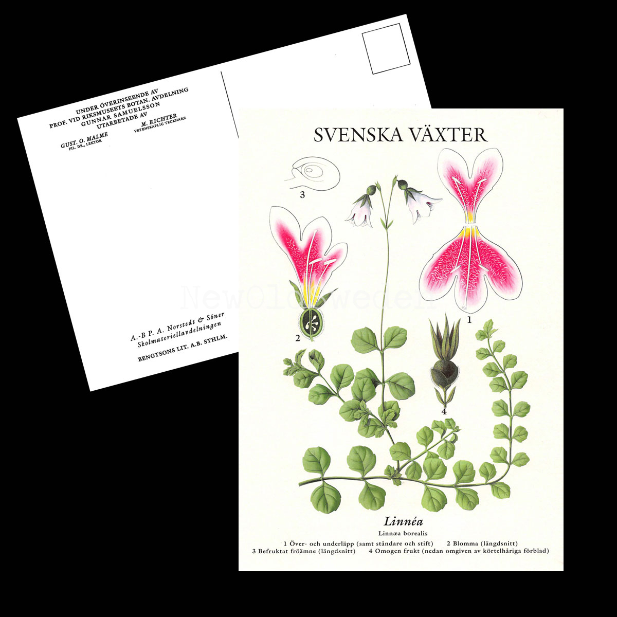 LINNÉA VYKORT SKOLPLANSCH - B50 - 2