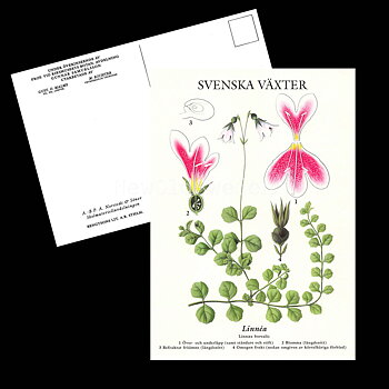 LINNÉA VYKORT SKOLPLANSCH - B50
