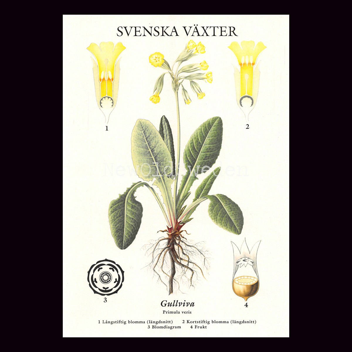 GULLVIVA VYKORT SKOLPLANSCH - B50