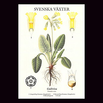 GULLVIVA VYKORT SKOLPLANSCH - B50