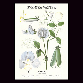 LUKTÄRT VYKORT SKOLPLANSCH - B55