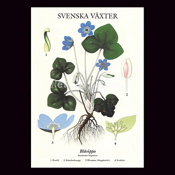 BLÅSIPPA VYKORT SKOLPLANSCH - B60