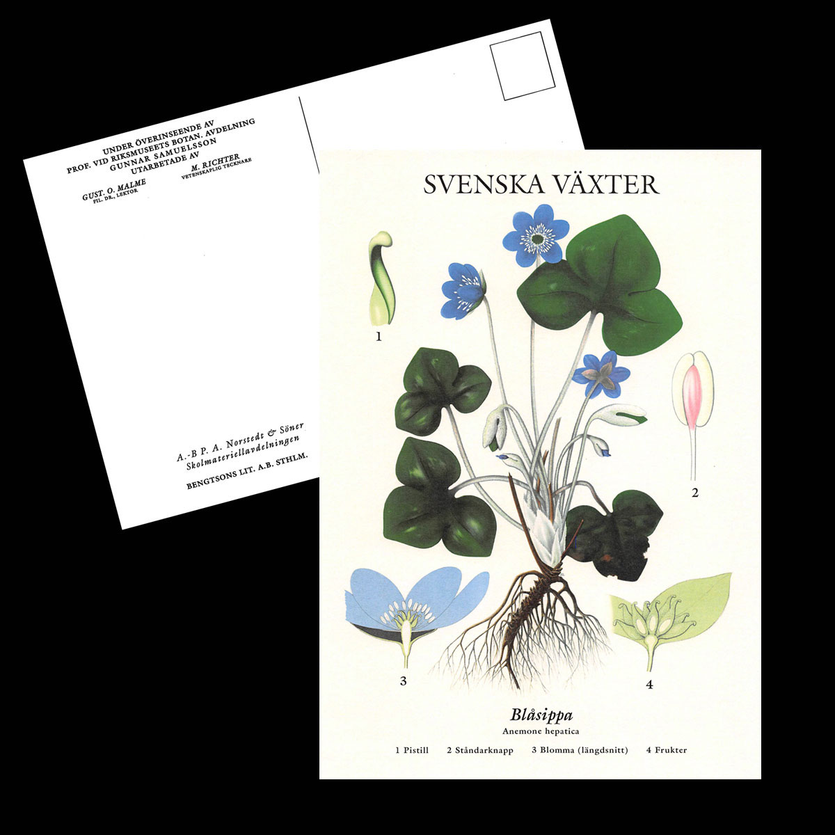 BLÅSIPPA VYKORT SKOLPLANSCH - B60 - 2