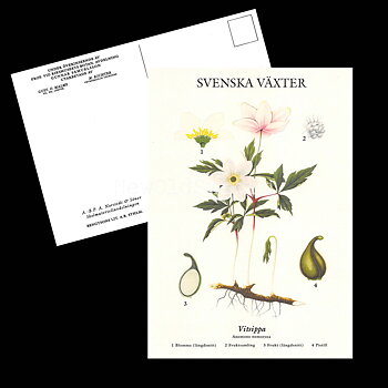 VITSIPPA VYKORT SKOLPLANSCH - B60
