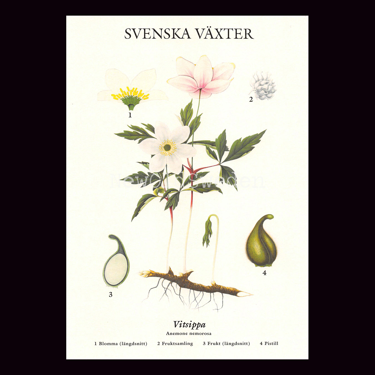 VITSIPPA VYKORT SKOLPLANSCH - B60