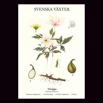 VITSIPPA VYKORT SKOLPLANSCH - B60