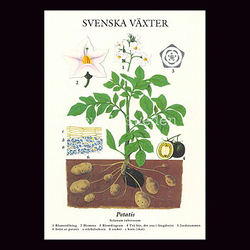 POTATIS VYKORT SKOLPLANSCH - B60