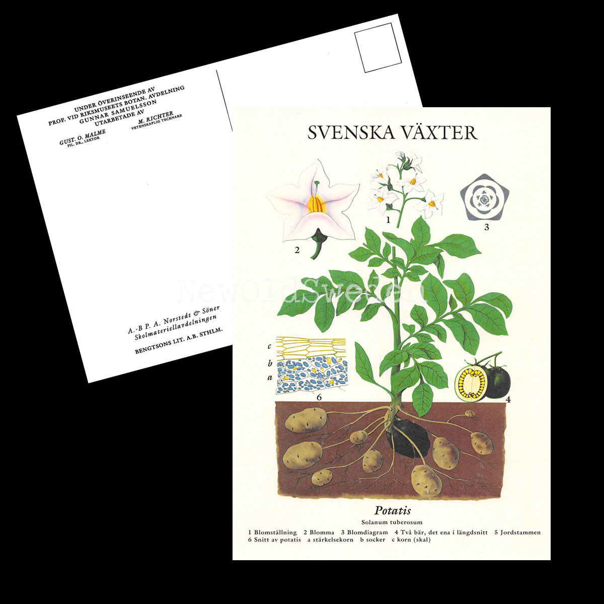 POTATIS VYKORT SKOLPLANSCH - B60 - 2