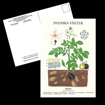 POTATIS VYKORT SKOLPLANSCH - B60