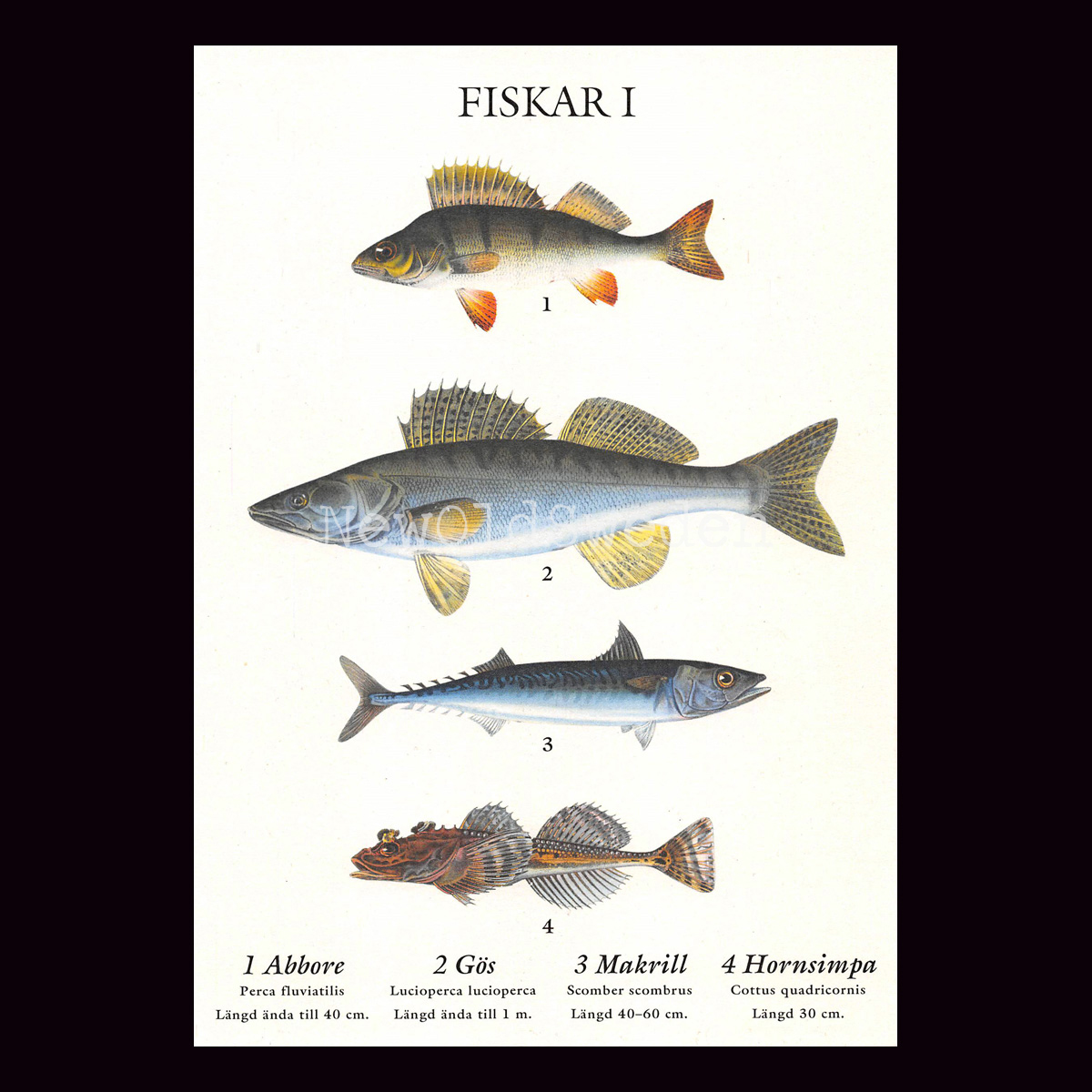 FISKAR I VYKORT SKOLPLANSCH - B65