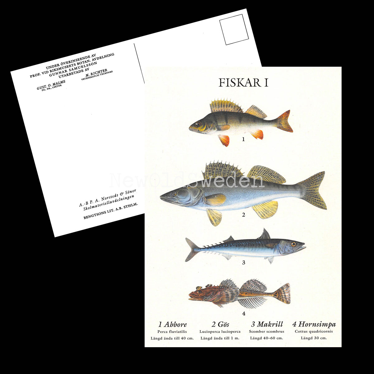FISKAR I VYKORT SKOLPLANSCH - B65 - 2