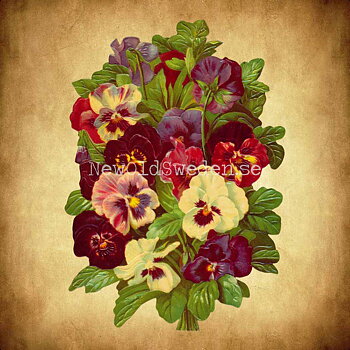 Pansies 11x16 cm - Bokmärke © Ernst Freihoff 5087