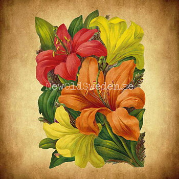 Lilies 11x16.5 cm - Bokmärke © Ernst Freihoff 5097