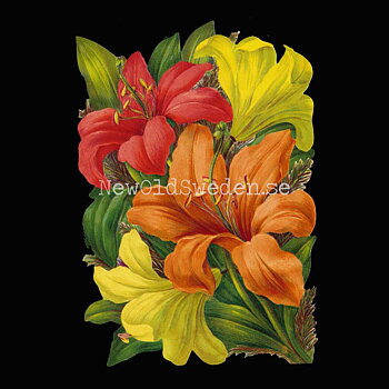 Lilies 11x16.5 cm - Bokmärke © Ernst Freihoff 5097
