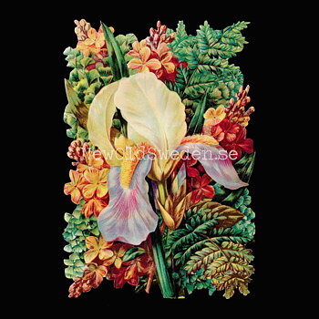 Orchid 11x16.5 cm - Bokmärke © Ernst Freihoff 5098