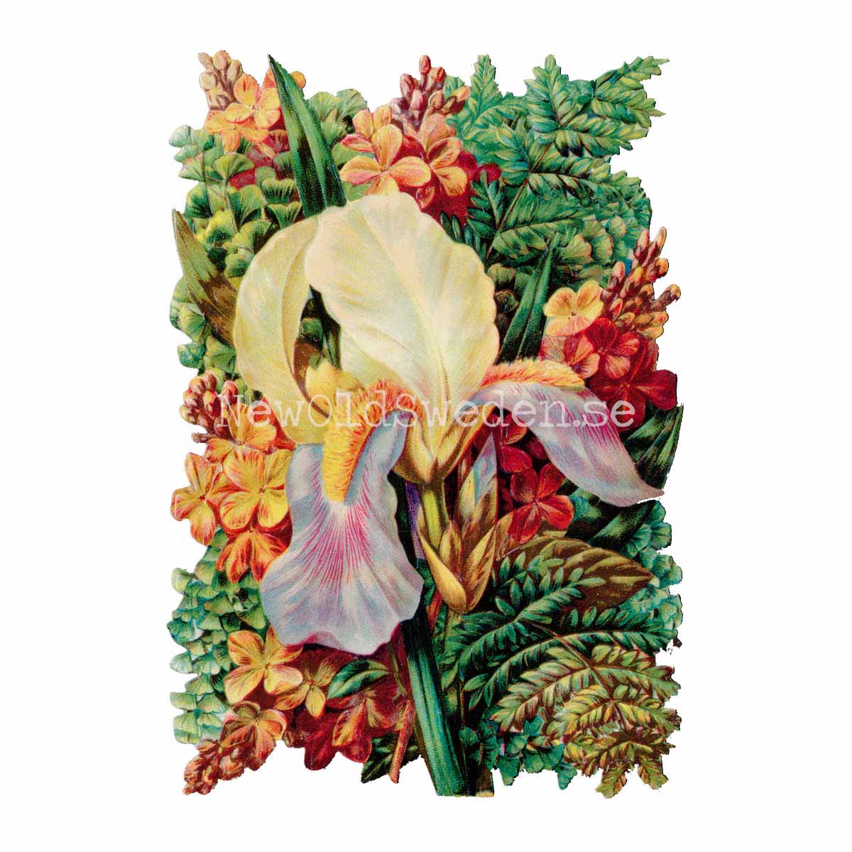Orchid 11x16.5 cm - Bokmärke © Ernst Freihoff 5098 - 3