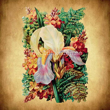Orchid 11x16.5 cm - Bokmärke © Ernst Freihoff 5098
