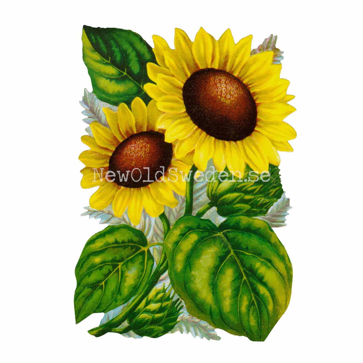 Sunflower 11.5x16 cm - Bokmärke © Ernst Freihoff 5105 - 3