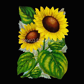 Sunflower 11.5x16 cm - Bokmärke © Ernst Freihoff 5105