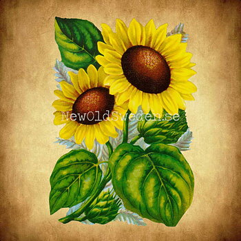 Sunflower 11.5x16 cm - Bokmärke © Ernst Freihoff 5105