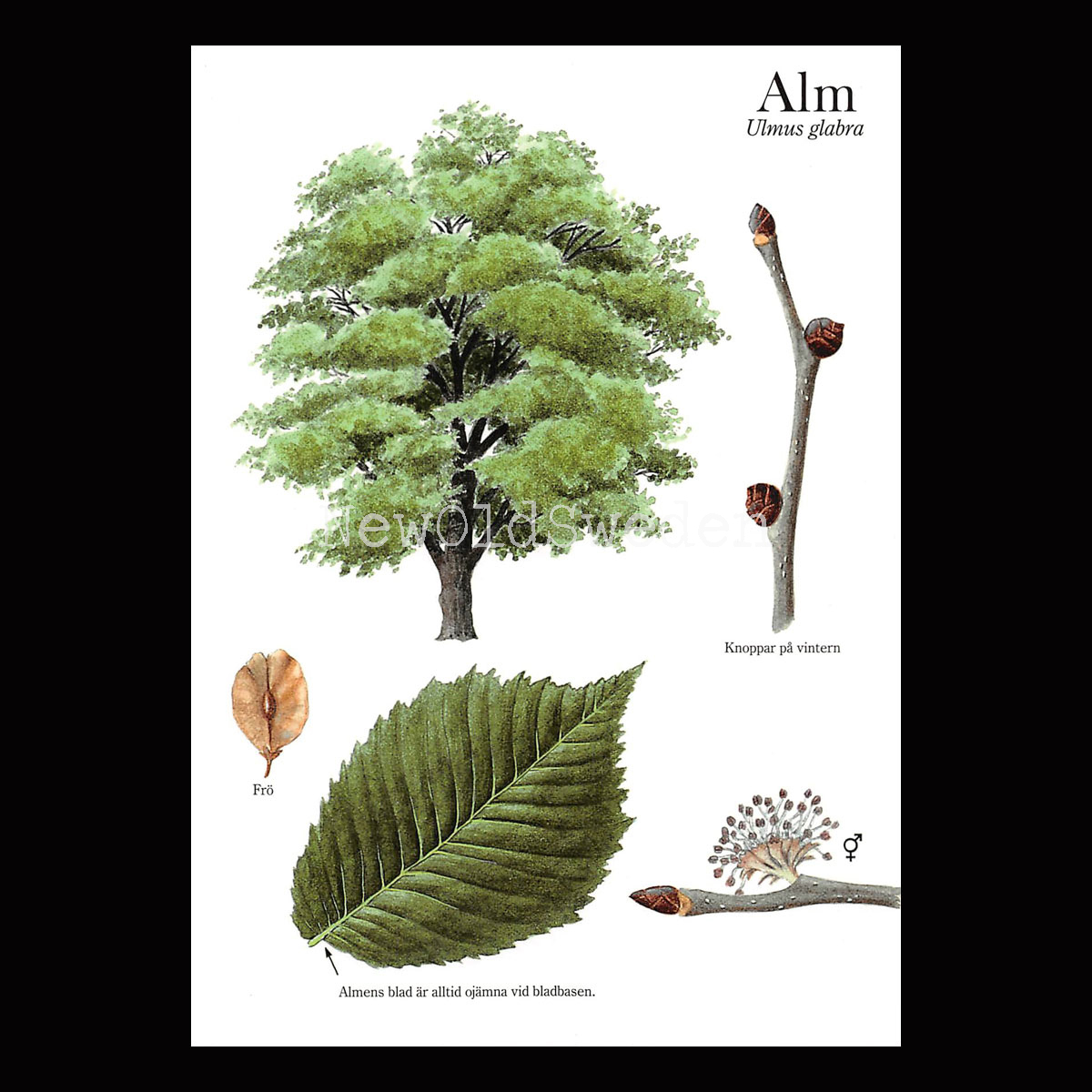ALM Ulmus glabra Lars Klinting - Vykort - 405
