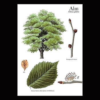 ALM Ulmus glabra Lars Klinting - Vykort - 405