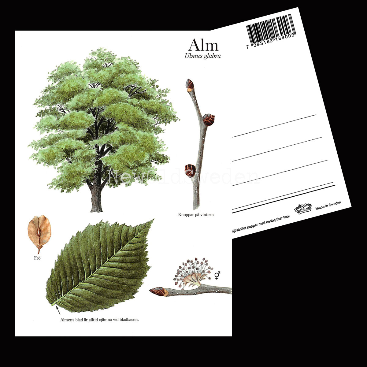 ALM Ulmus glabra Lars Klinting - Vykort - 405 - 2