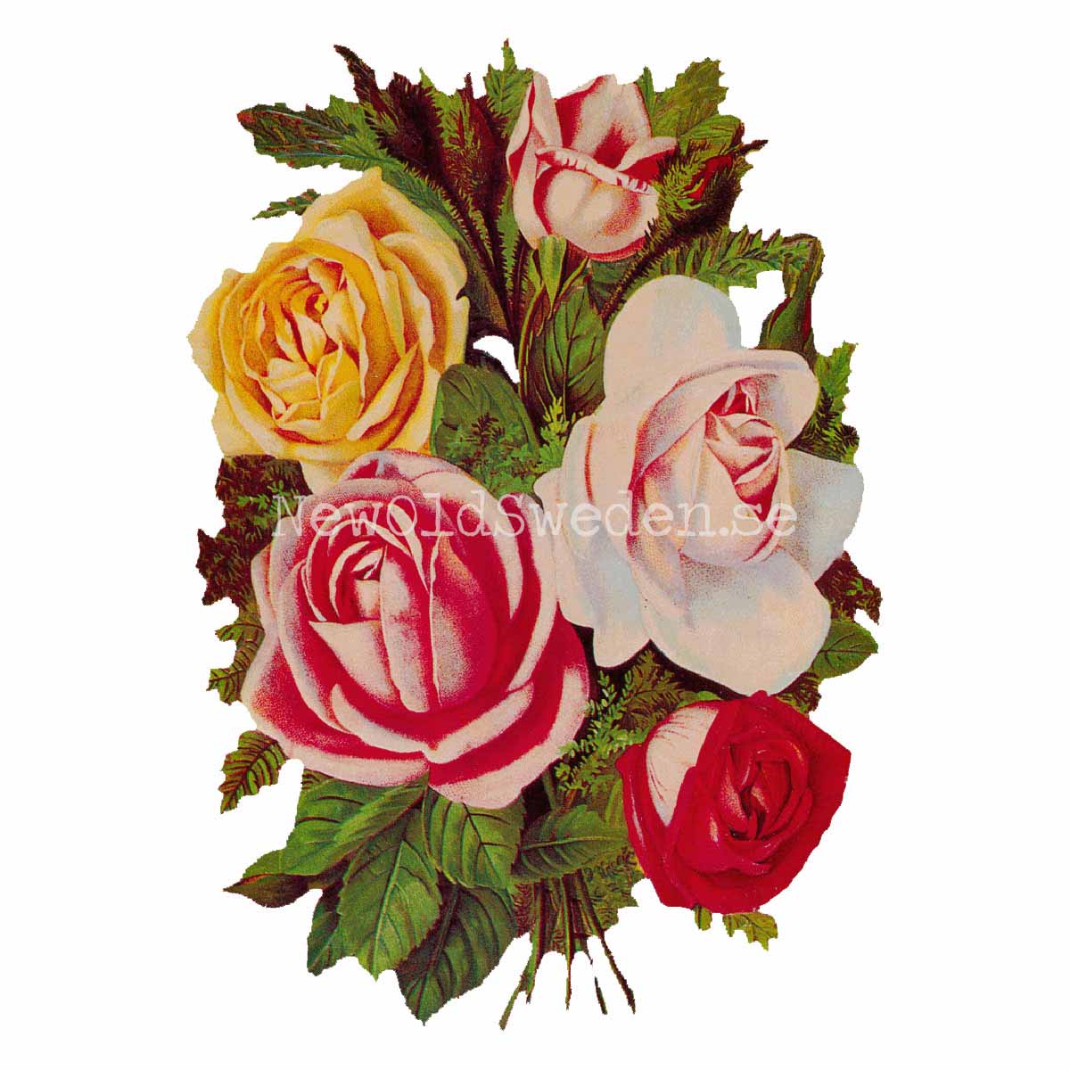 Colorful Bouquet of Roses 11x16 cm - Bokmärke © Ernst Freihoff 5003 - 3