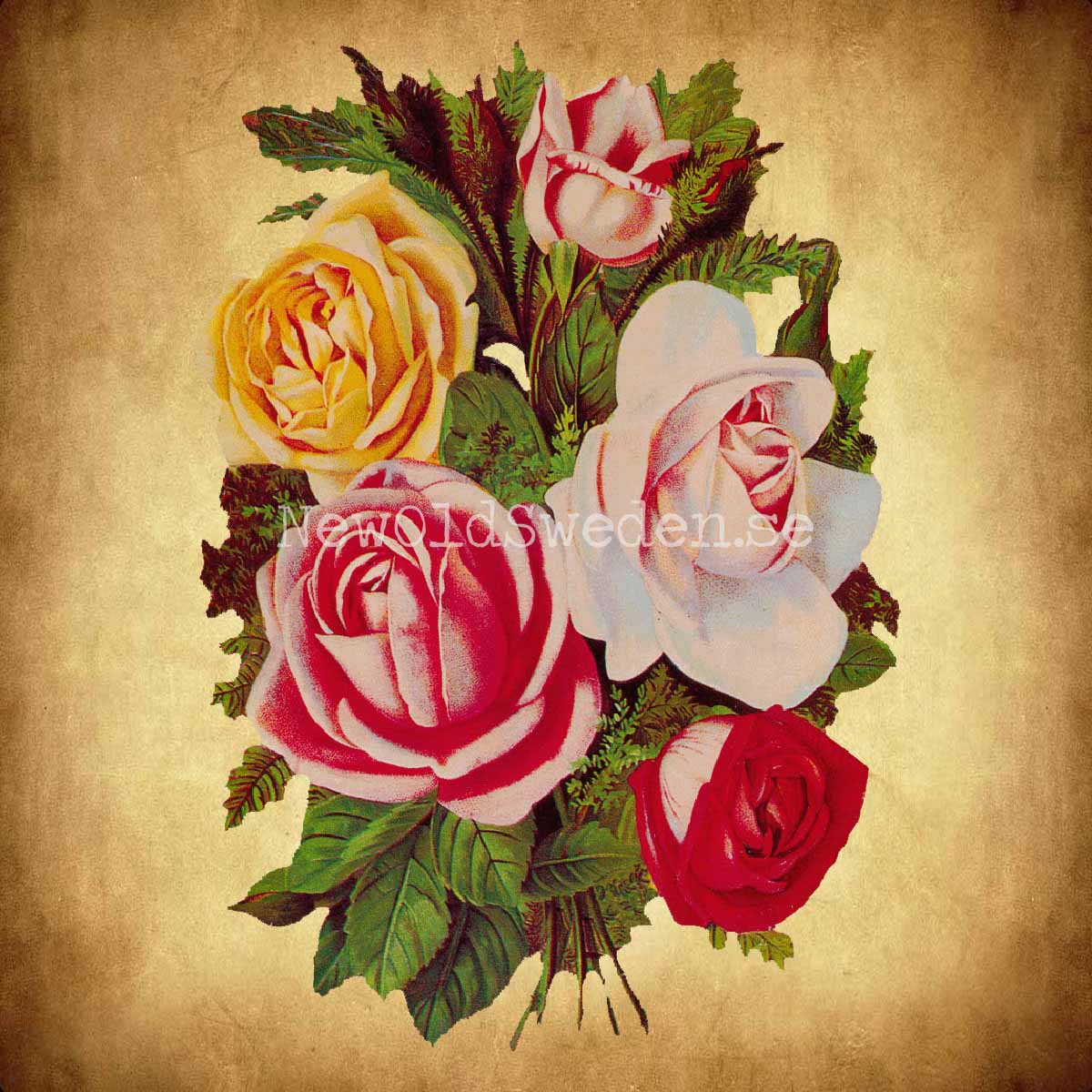 Colorful Bouquet of Roses 11x16 cm - Bokmärke © Ernst Freihoff 5003 - 2