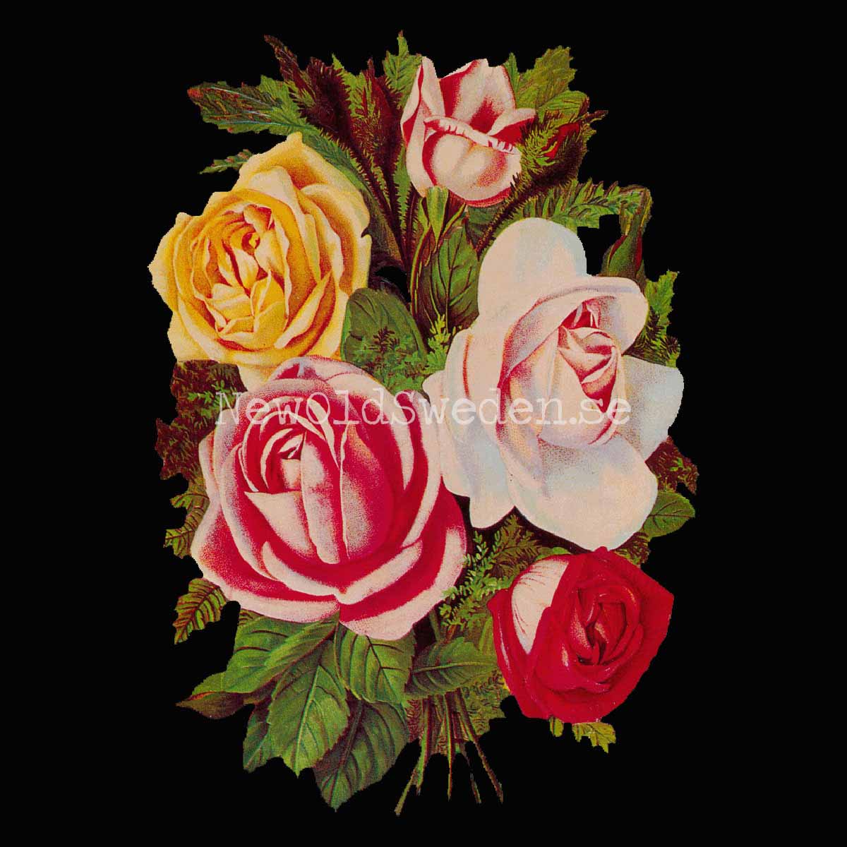 Colorful Bouquet of Roses 11x16 cm - Bokmärke © Ernst Freihoff 5003