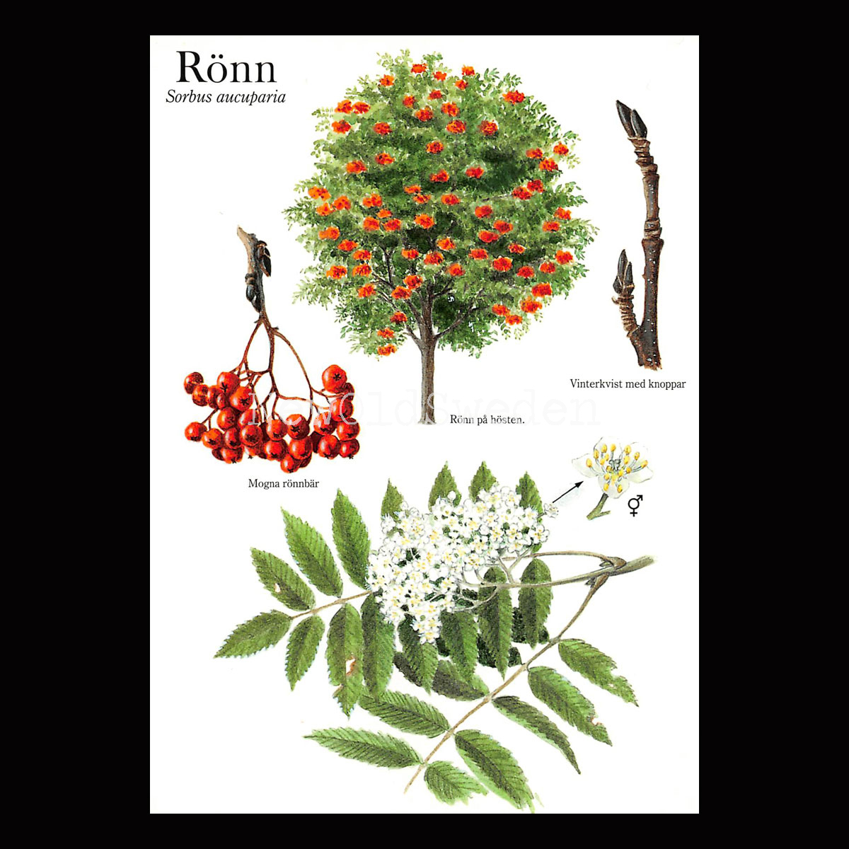 RÖNN Sorbus aucuparia Lars Klinting - Vykort - 405