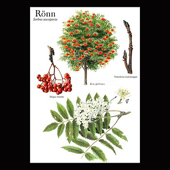 RÖNN Sorbus aucuparia Lars Klinting - Vykort - 405