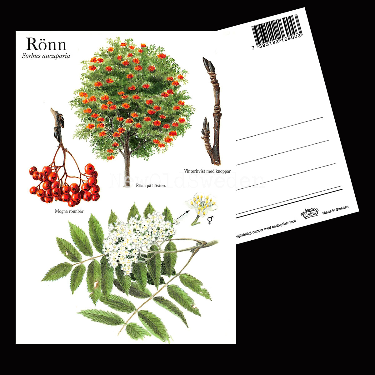 RÖNN Sorbus aucuparia Lars Klinting - Vykort - 405 - 2