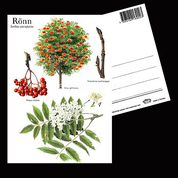 RÖNN Sorbus aucuparia Lars Klinting - Vykort - 405