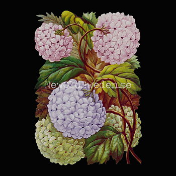 Hydrangea 11.5x16.5 cm - Bokmärke © Ernst Freihoff 5083