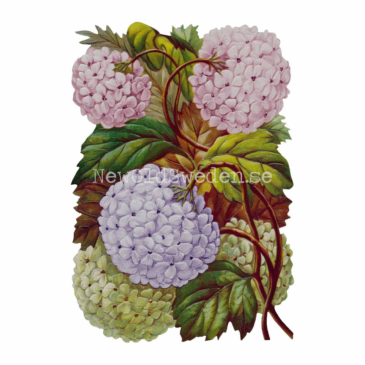 Hydrangea 11.5x16.5 cm - Bokmärke © Ernst Freihoff 5083 - 3