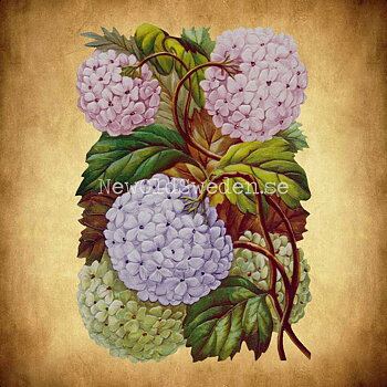 Hydrangea 11.5x16.5 cm - Bokmärke © Ernst Freihoff 5083