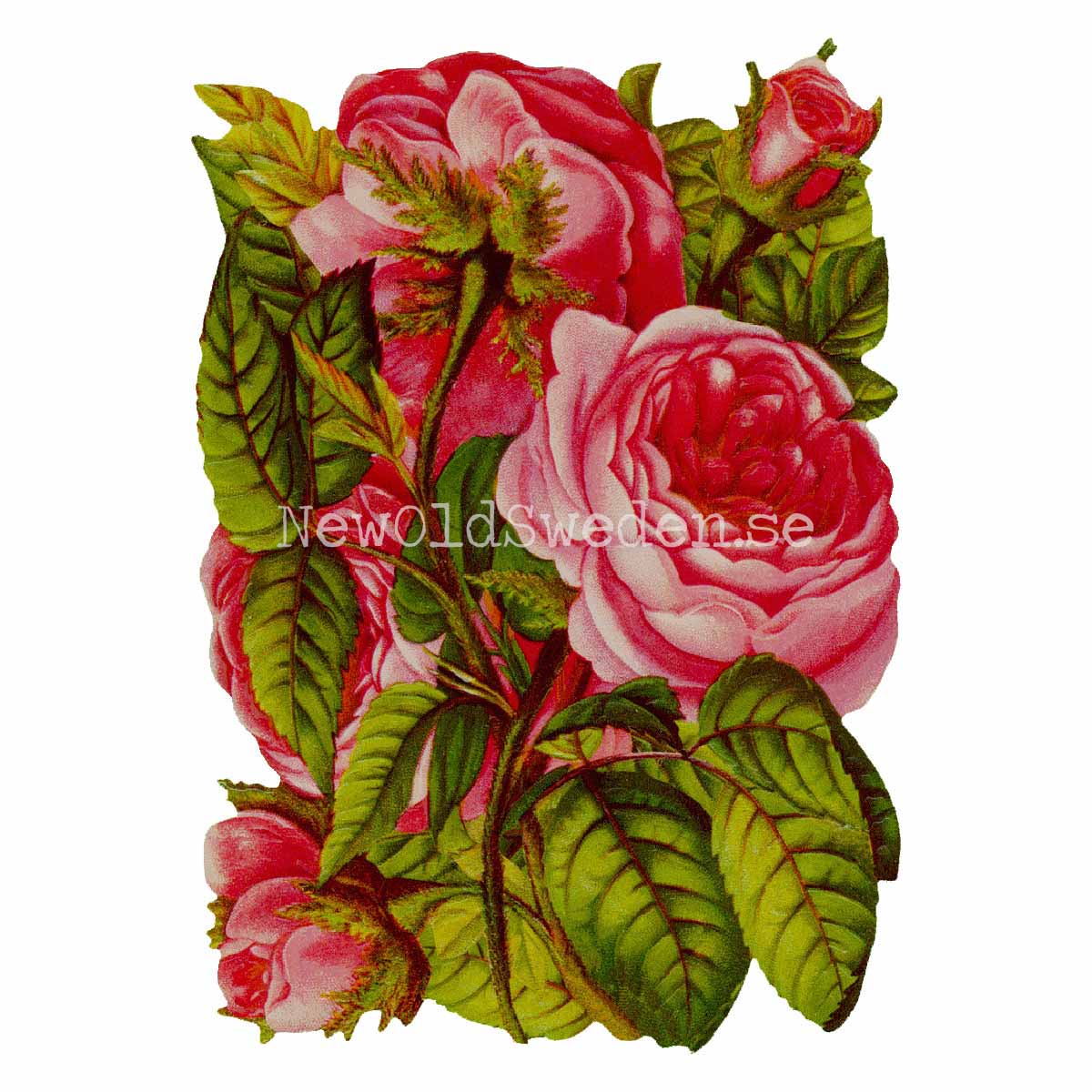 Pink Roses 11x15.5 cm - Bokmärke © Ernst Freihoff 5176 - 3