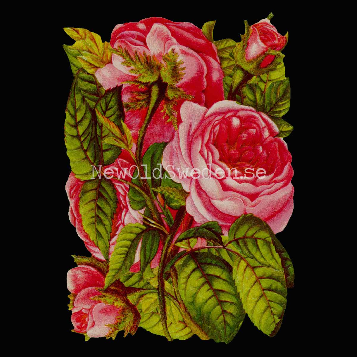 Pink Roses 11x15.5 cm - Bokmärke © Ernst Freihoff 5176