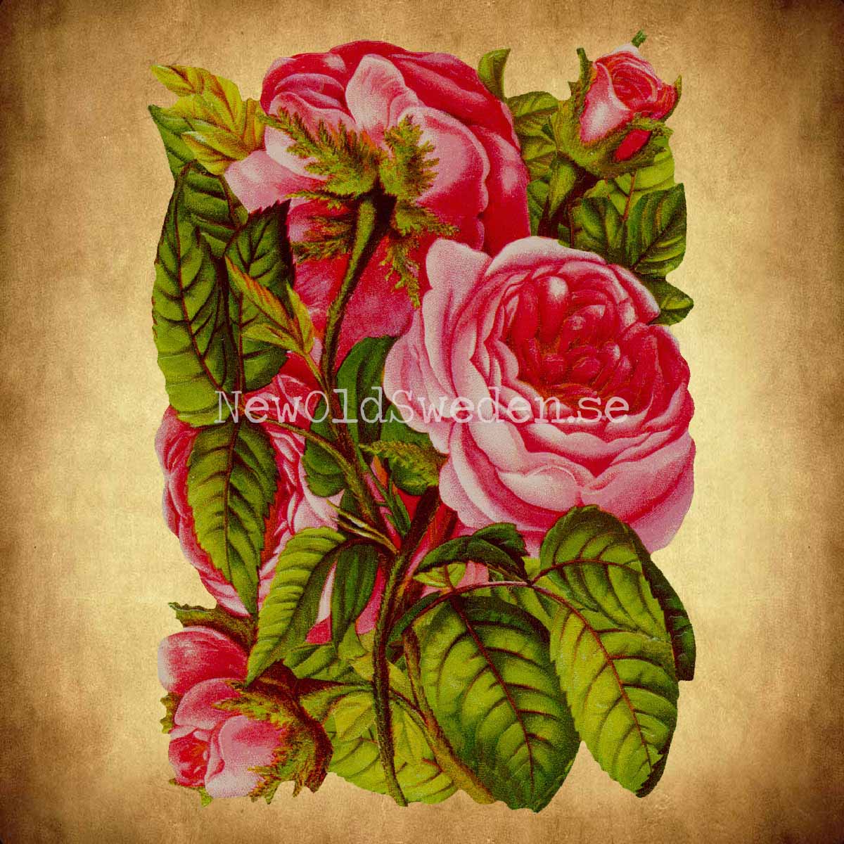 Pink Roses 11x15.5 cm - Bokmärke © Ernst Freihoff 5176 - 2