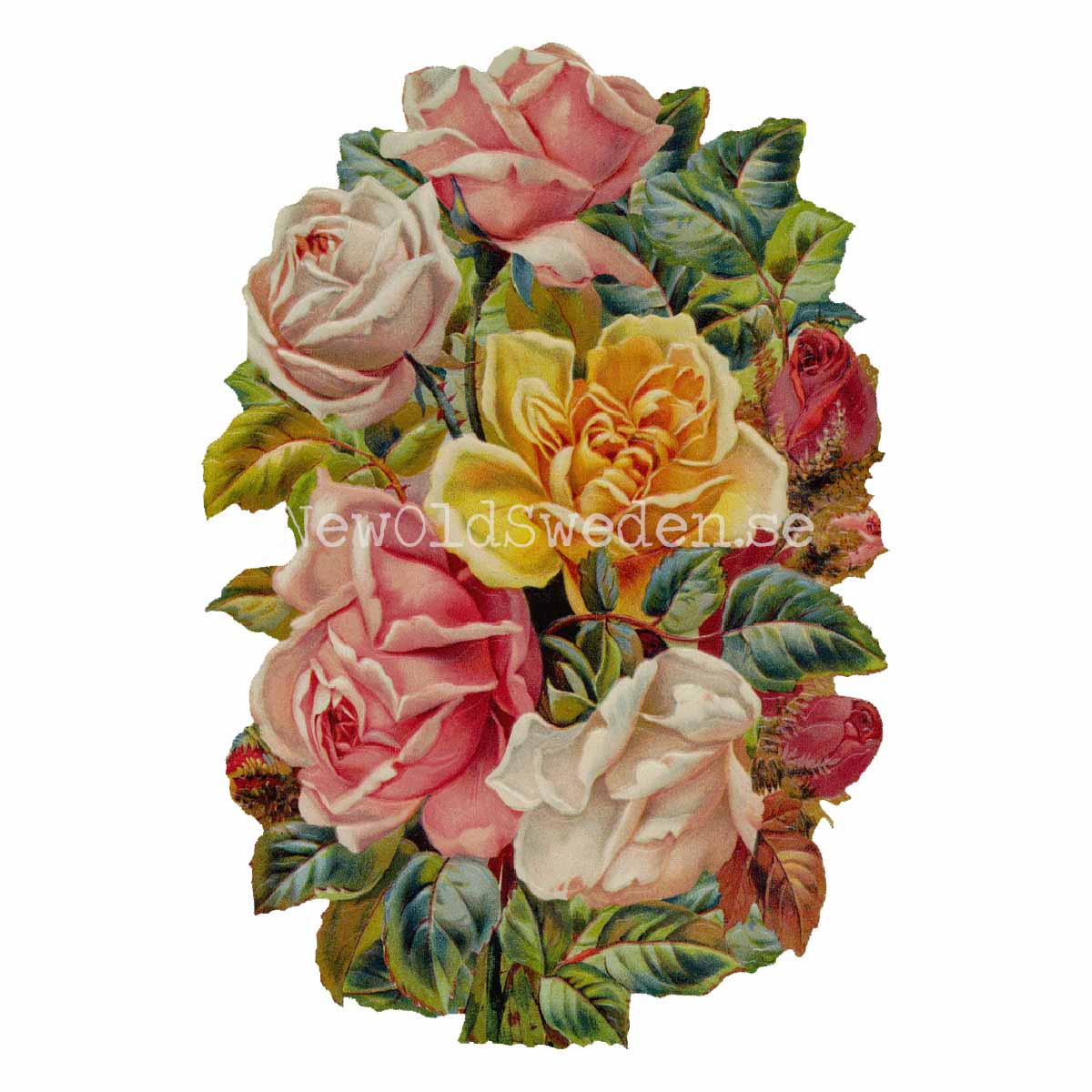 Colorful Roses 11x16 cm - Bokmärke © Ernst Freihoff 5179 - 3